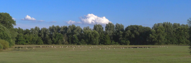 Okerwiesen Gr.Schwülper, 107 Weißstörche. Foto G. Braemer 06.08.17 Okerwiesen Gr.Schwülper, 107 Weißstörche. Foto G. Braemer 06.08.17