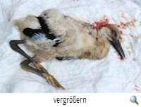 Osloß 7.6.2021-getöteter Jungstorch (R.Lunde) Osloß 7.6.2021-getöteter Jungstorch (R.Lunde)