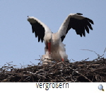 Paarungsanimierung Hlperode 2017. Foto Th.Brandes)