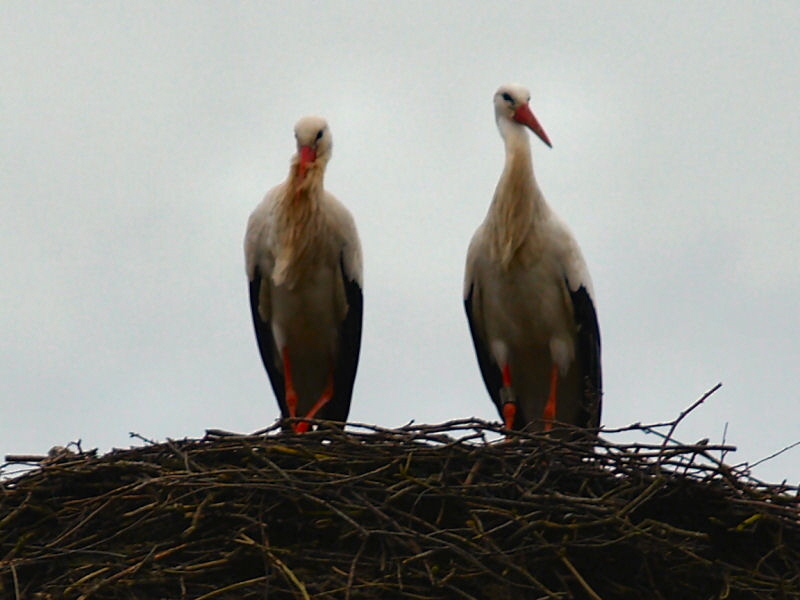 Paarungsfoto