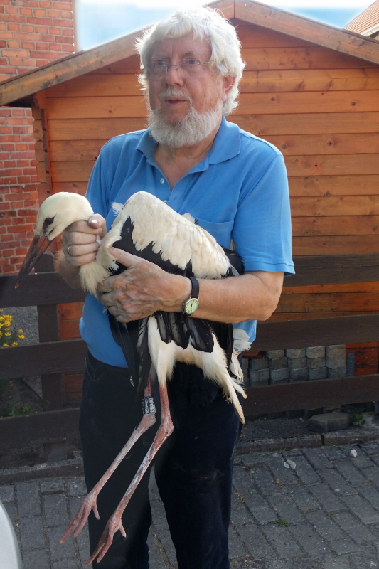Rötgesbüttel 26.7.16-Bergung Jungstorch Rötgesbüttel 26.7.16-Bergung Jungstorch
