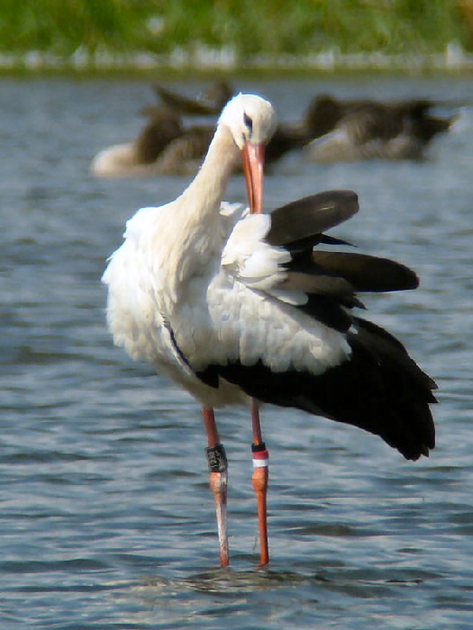 SVS 1230 Rieselfelder 29. Aug 2014(G.Braemer)