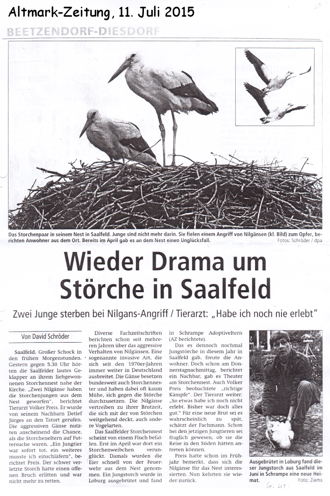 Strche-Nilgans 2015