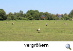 Strche auf der Mdchenwiese