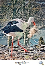 Storchennest Nienhagen-Eintrag Plastiknetz (screenshot Jürgen Bieda)s Storchennest Nienhagen-Eintrag Plastiknetz (screenshot Jürgen Bieda)s