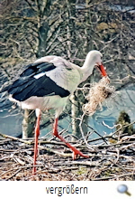 Storchennest Nienhagen-Eintrag Plastiknetz (screenshot Jrgen Bieda)s