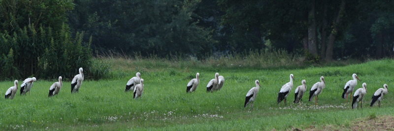 Storchenschule Rieselfelder 24. Juli 2017 (G.Braemer) Storchenschule Rieselfelder 24. Juli 2017 (G.Braemer)