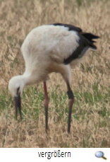 Tappenbeck Jungstorch 2019 (R.Lunde)