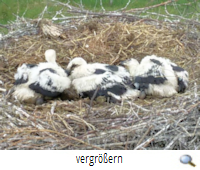 Teichgut 2019 Beringung (F.Börner)s Teichgut 2019 Beringung (F.Börner)s