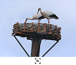 Triangel 23.2.22 Storchenpaar inspiziert neues Nest (D.Trum) Vorschau