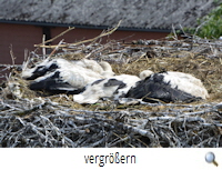 Ummern-Ost 2020 (VRH)s Ummern-Ost 2020 (VRH)s