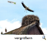 Weltvogelpark Weissstorch, (c) Weltvogelpark Walsrode