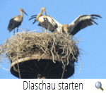 Westerholz 2018: Das Problem (F.Brner)