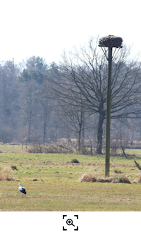 Weyhausen-Hohe Horst Weistorch und Nilgans (R.Lunde) 