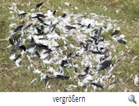 Weyhausen-Süd 24.7.20 I Rupfung (R.Lunde)s Weyhausen-Süd 24.7.20 I Rupfung (R.Lunde)s