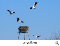 Weyhausen-West 2020 Nestkämpfe 1(R.Lunde) Weyhausen-West 2020 Nestkämpfe 1(R.Lunde)