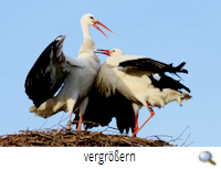Weyhausen-West Neue Paarbindung 2019. R. Lunde Weyhausen-West Neue Paarbindung 2019. R. Lunde