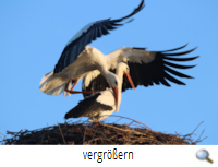 Weyhausen-West Neue Paarbindung 2019. R. Lunde Weyhausen-West Neue Paarbindung 2019. R. Lunde