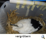 Wiedereinsetzung Thören 2014 (Behrmann)s Wiedereinsetzung Thören 2014 (Behrmann)s