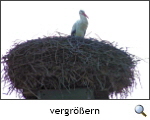 Die Storchensaison hat begonnen. Foto Arne Möller. Die Storchensaison hat begonnen. Foto Arne Möller.