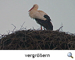 Die Storchensaison hat begonnen. Foto Arne Mller.