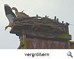 Nilgnze auf dem Storchennest der Kirche Grommor