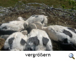 Fnferbrut  Parsau/Wiesen