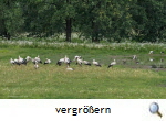 Weistorchgruppe 3. Jul 2016, FotoTh.Brandes