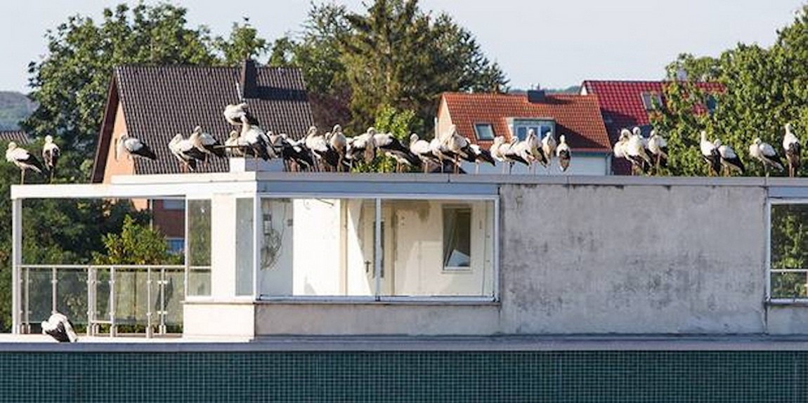 Störche unterwegs. Foto Andreas Dyk, Bonn 2019