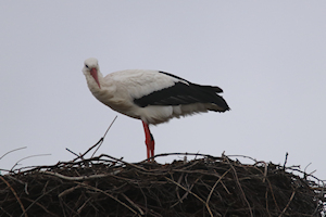 Das Männchen ist da. Foto (c) Rita Lunde, GF-Lehmweg