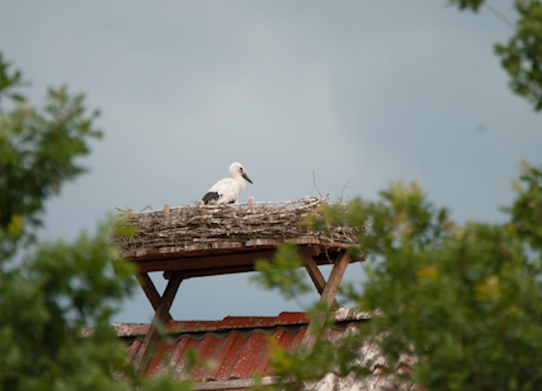 Foto Gerd Papenburg