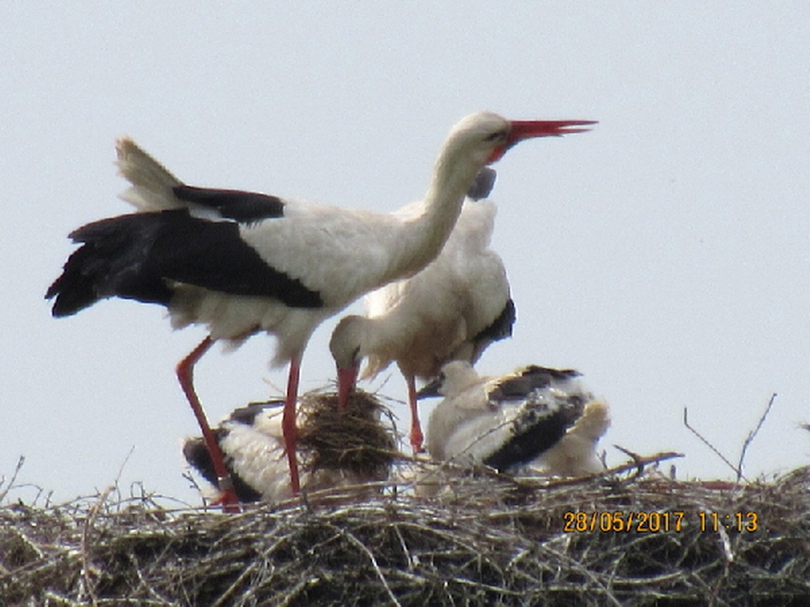 Ringstorch Jonas mit Familie. Foto U. Fritsche